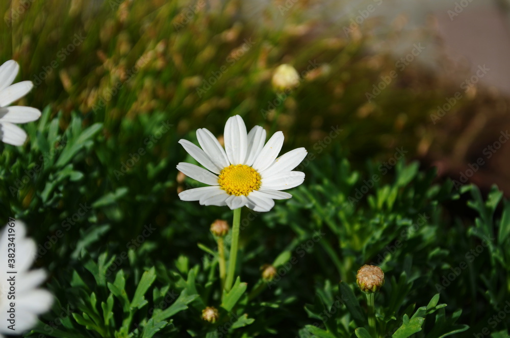 Chamomile flowers field wide background in sun light. Summer Daisies. Beautiful nature scene with blooming medical chamomilles. Chamomile flowers field wide background in sun light. Summer Daisies. Beautiful nature scene with blooming medical chamomilles.