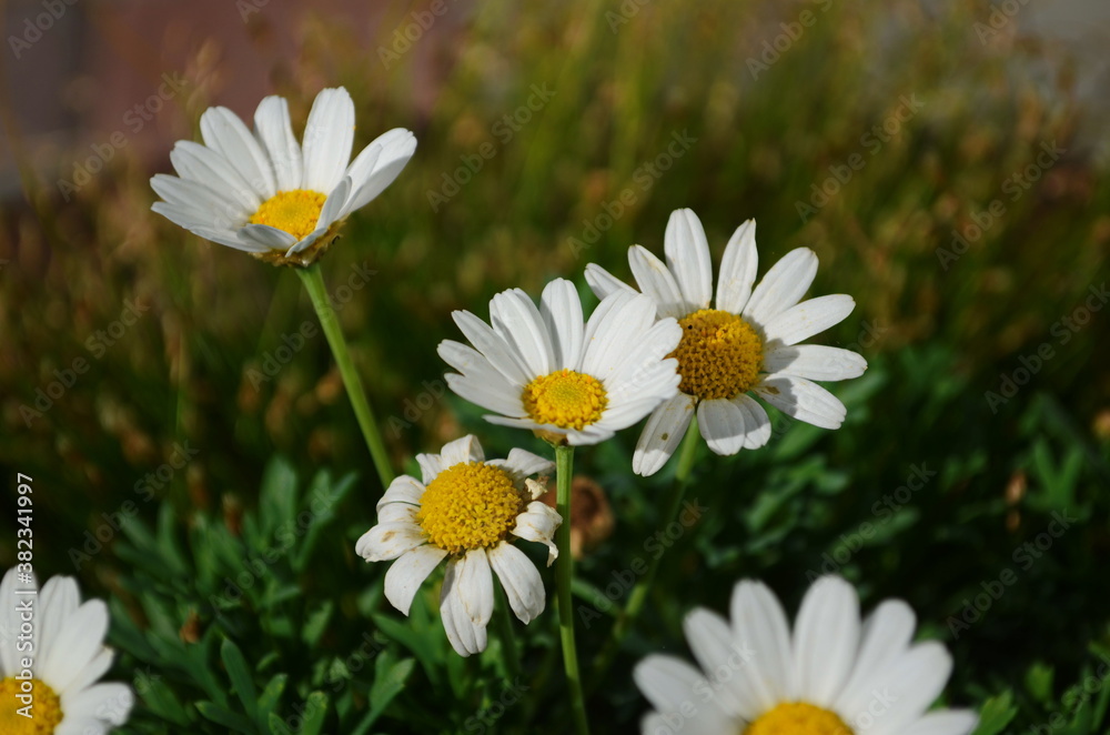 Fototapeta premium Chamomile flowers field wide background in sun light. Summer Daisies. Beautiful nature scene with blooming medical chamomilles.
