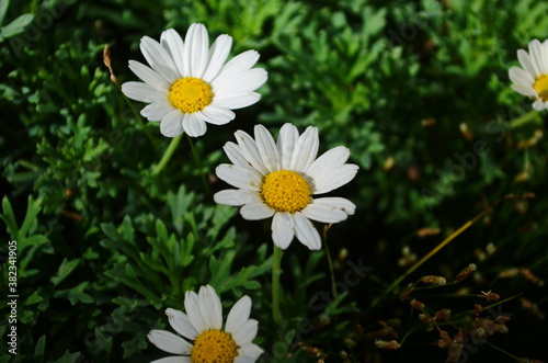 Chamomile flowers field wide background in sun light. Summer Daisies. Beautiful nature scene with blooming medical chamomilles.