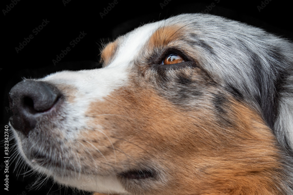 Portrait photo of brown and white dog