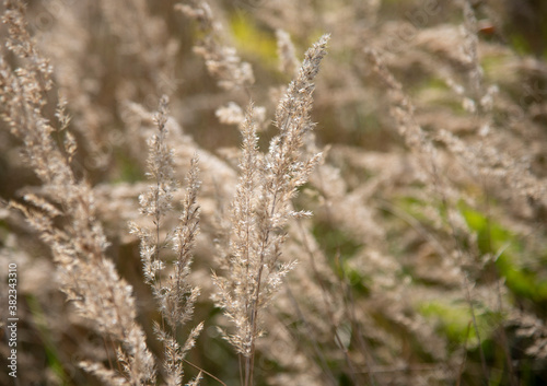 Full frame dry grass as an abstract backdrop. Natural background, selective focus. © FO_DE