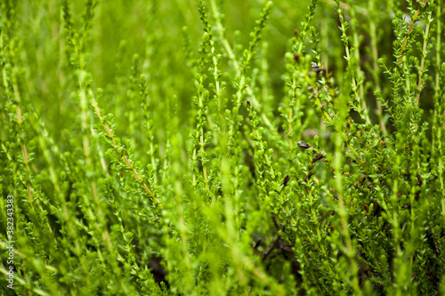 Green lichens growing in forest glades in spring.