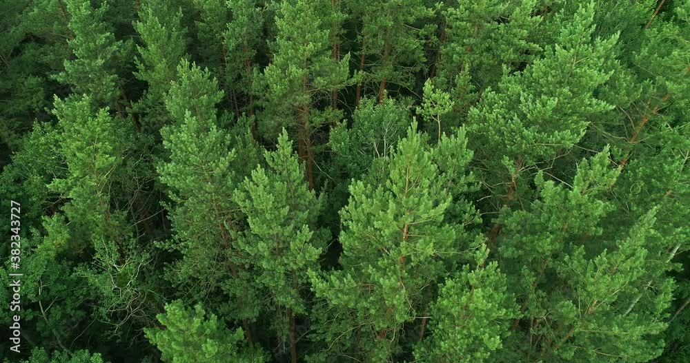 Nature park flyover. Forest conservation. Green pine tree crowns swinging in wind soothing motion. Wild woodland landscape texture drone view. Environment protection. Nature park flyover. Forest conservation. Green pine tree crowns swinging in wind soothing motion. Wild woodland landscape texture drone view. Environment protection.