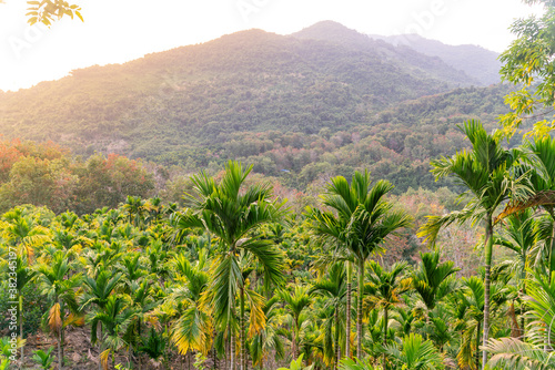 The amazing view of jungles in Yanoda Rain Forest national park on Hainan in China