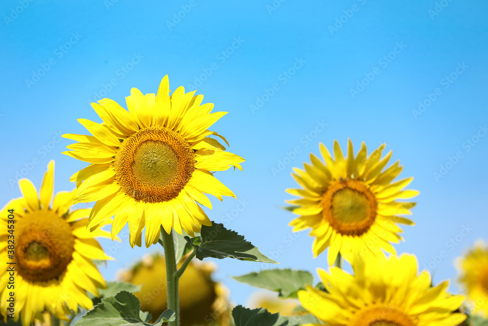 Beautiful view of sunflowers growing in field Beautiful view of sunflowers growing in field