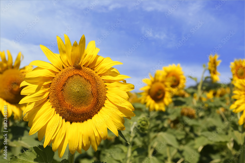 Beautiful sunflower growing in field, closeup view Beautiful sunflower growing in field, closeup view