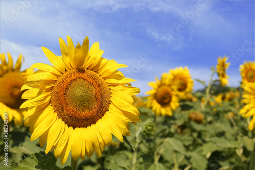 Beautiful sunflower growing in field  closeup view
