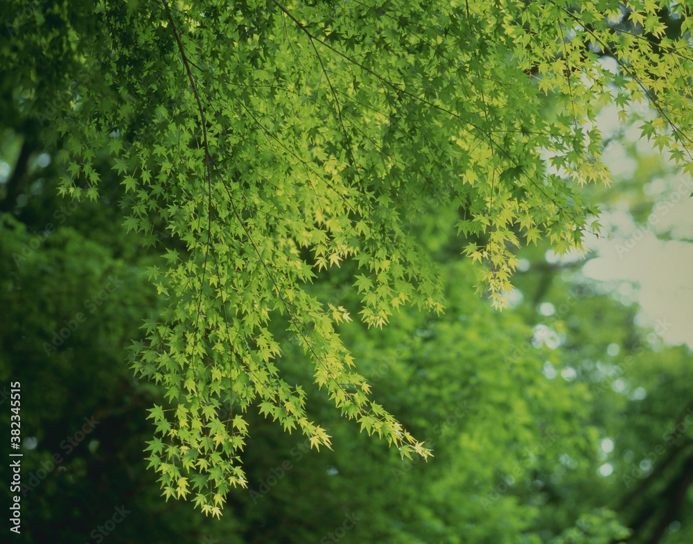 Obraz premium 新緑