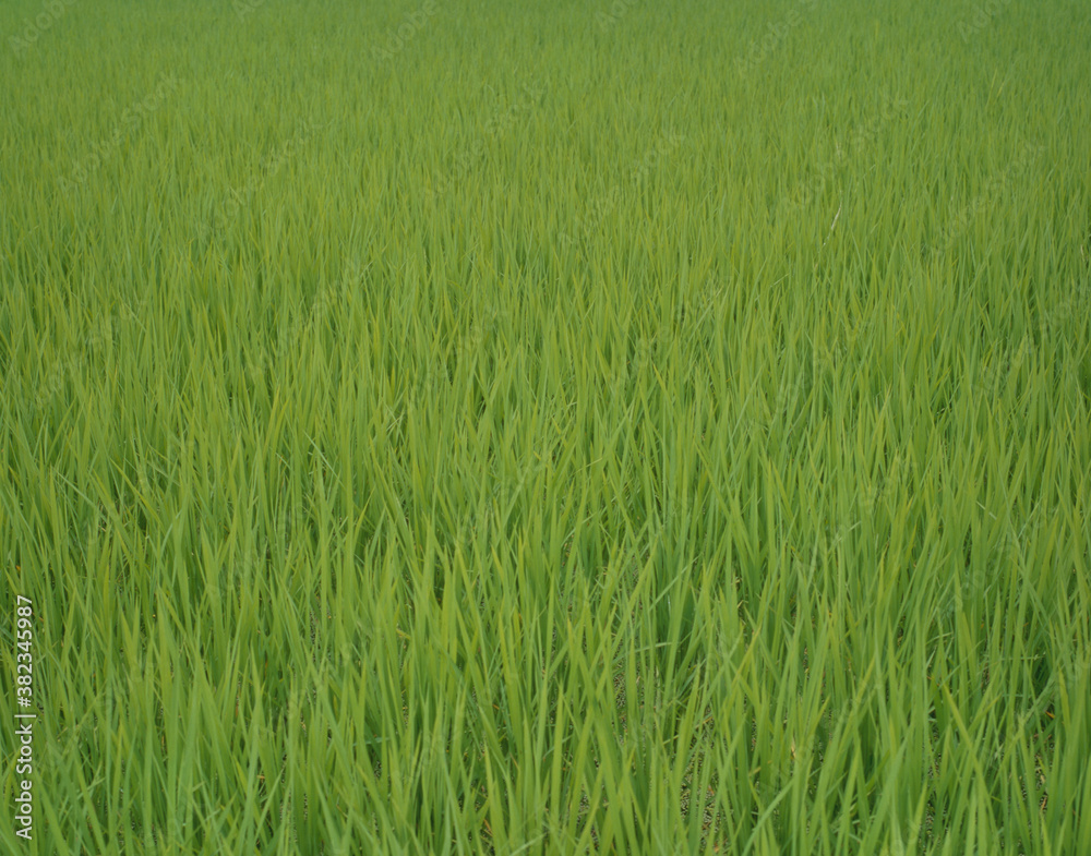 田園 田園