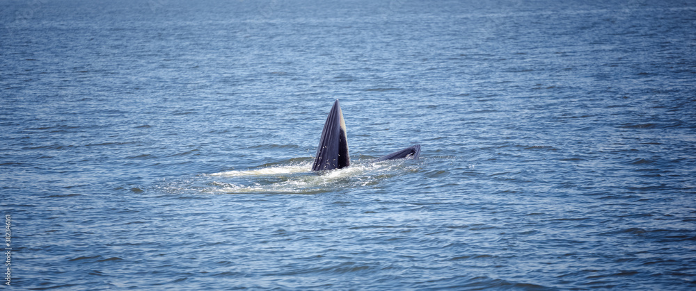 Fototapeta premium bryde's whale watching in gulf of thailand