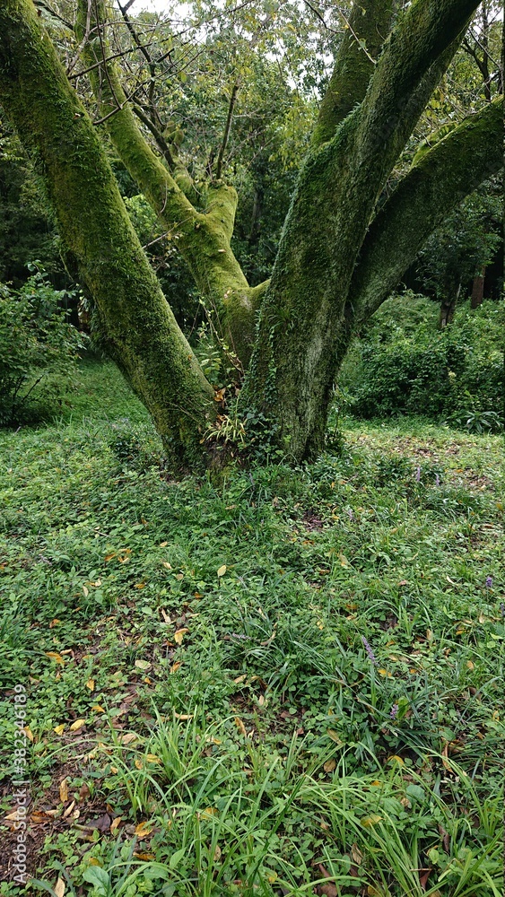 Fototapeta premium covered with moss