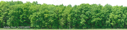 Greenleaf Treeline Cutout on isolated background 033