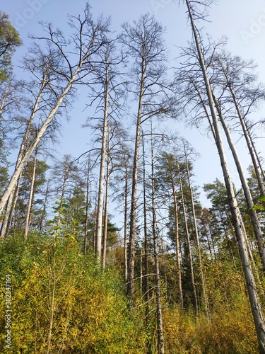 Dried, dead trees in the forest. dry pine trees