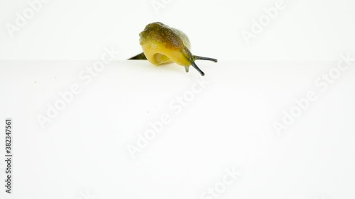 Semi-slugs isolated on white screen photo