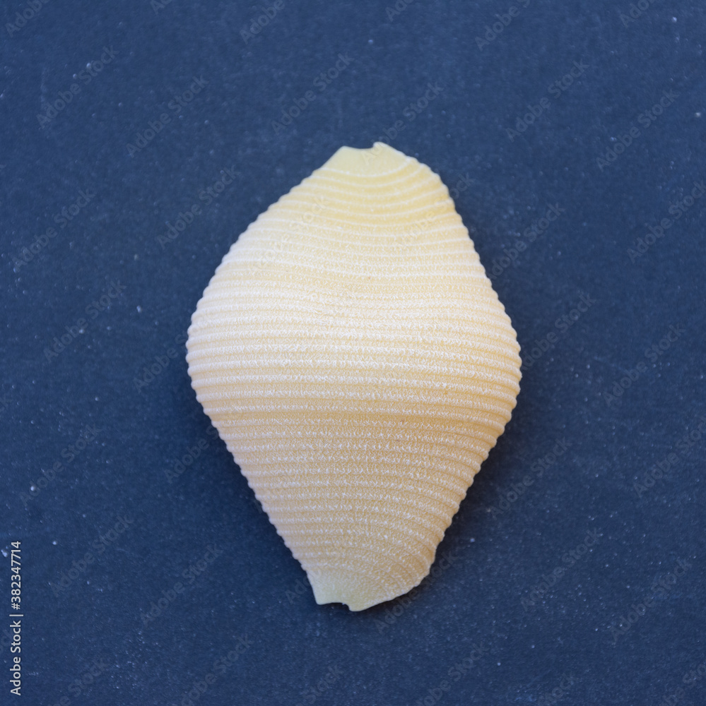 Close up of Italian pasta isolated on background