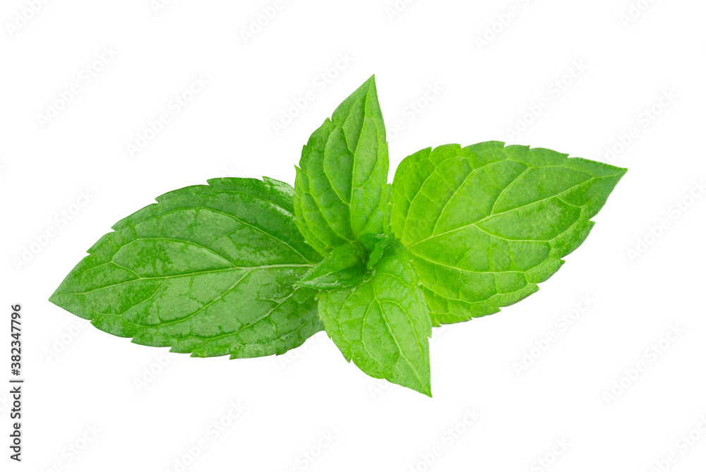 mint isolated on white