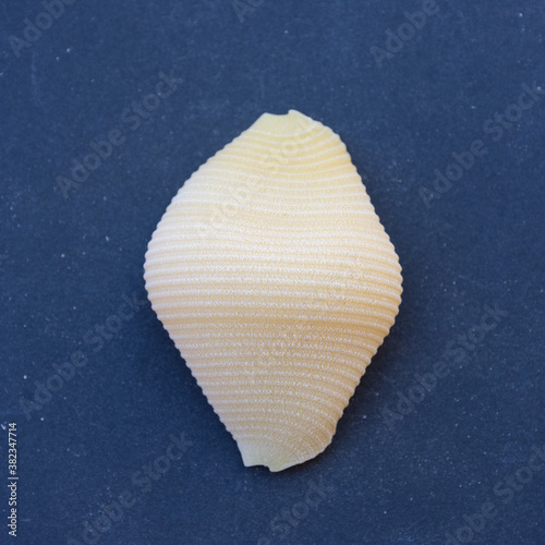 Obraz na płótnie Close up of Italian pasta isolated on background w salonie