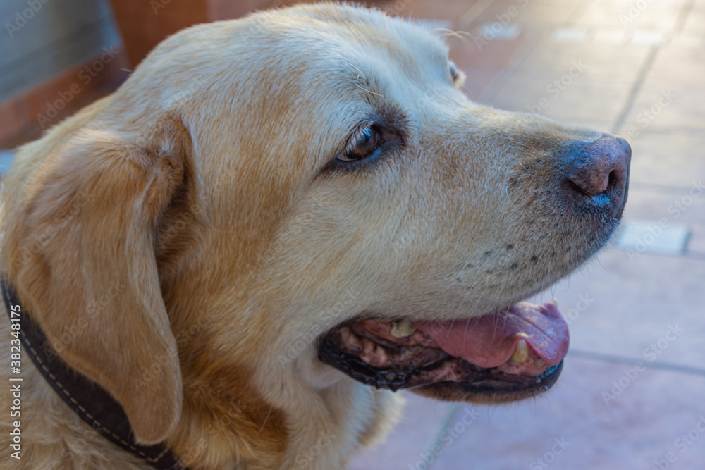Labrador dog head in profile
