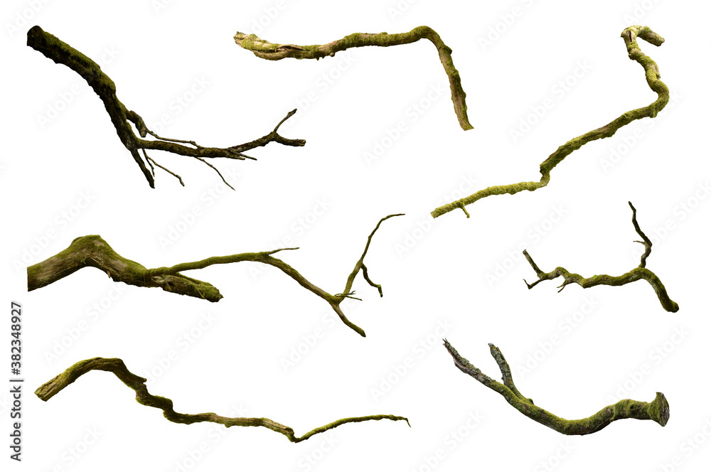Fototapeta premium Leafless branches isolated set on white background