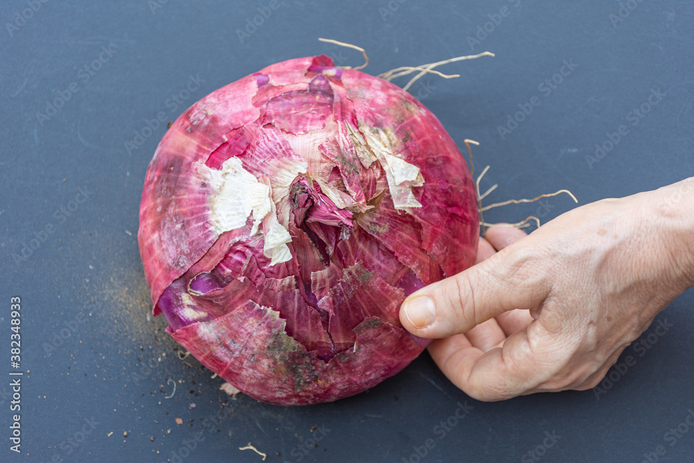 Close up of giant pink onion