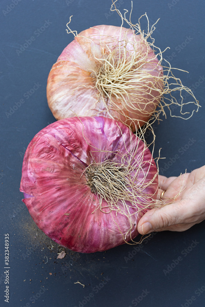 Close up of giant pink onions