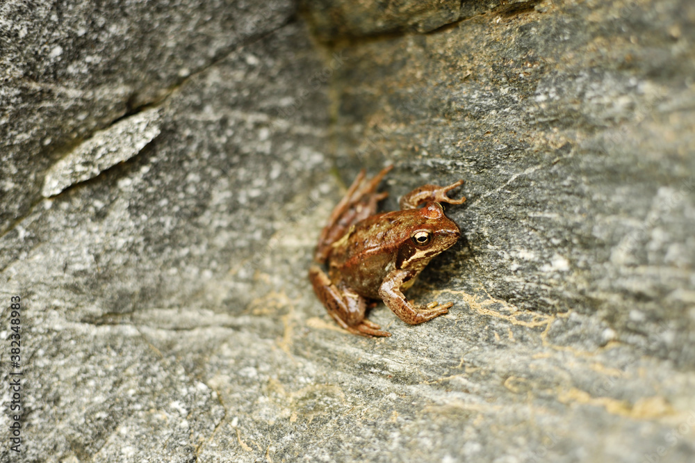 Brown alpine frog.