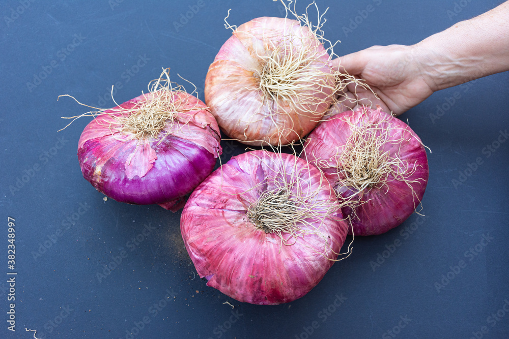Close up of giant pink onions