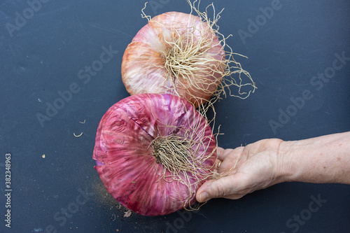 Obraz na płótnie Close up of giant pink onions w salonie