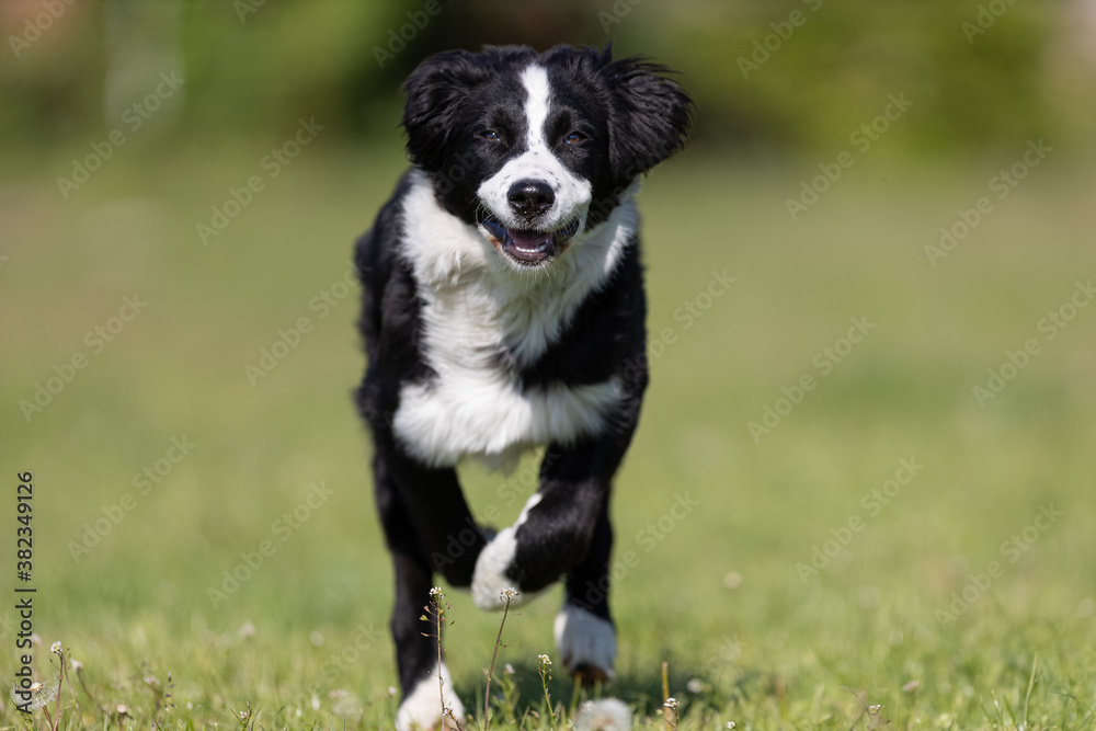 Border Collie Junghund rennt über Wiese
