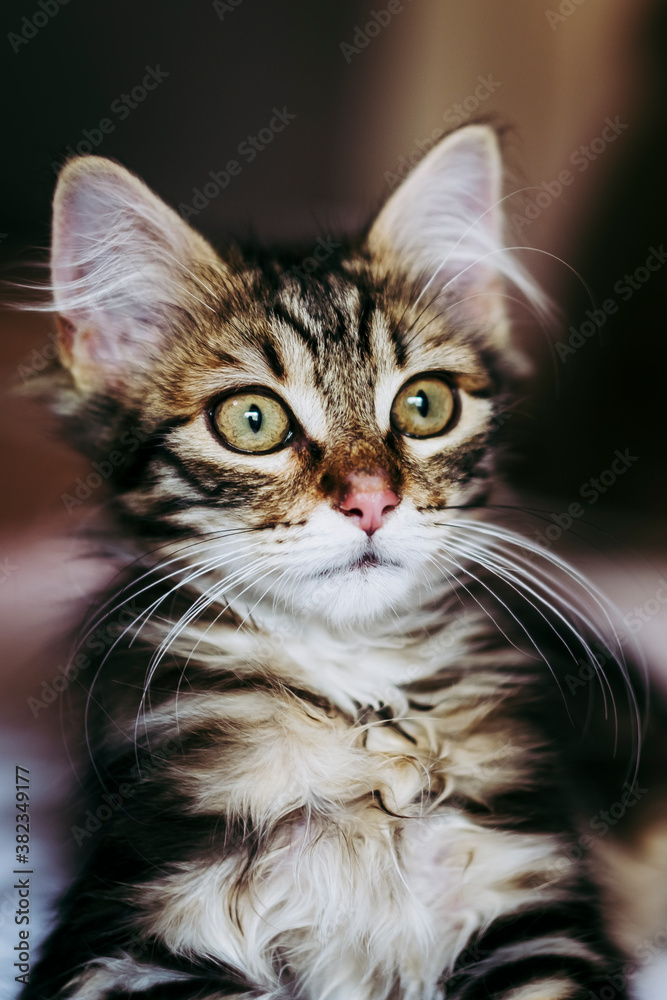 Portrait d'un adorable chaton angora tigré Portrait d'un adorable chaton angora tigré