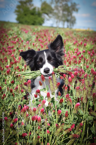 Adult border collie is begging with crimson clover in mouth. She want treat so much.