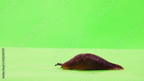 Semi-slugs crawling on a green screen photo