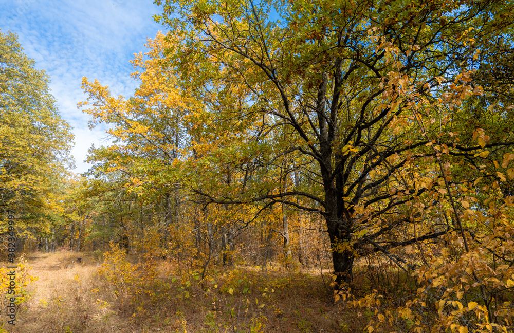 Autumn morning in the yellow oak forest during leaf fall, old oak close-up