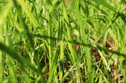Green grass. Closeup of summer lawn, blade of grass. Horizontal background, banner, poster. Template for eco orgainic design. Nature, sunlight