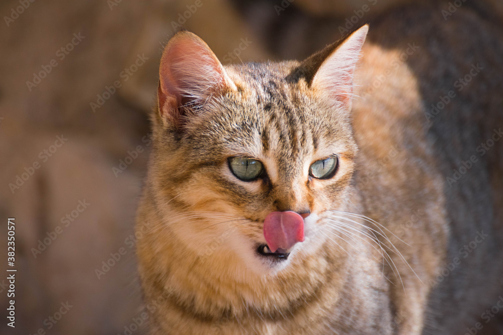 Cat sticking out tongue