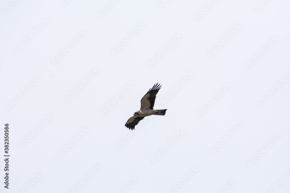 Obraz premium Booted eagle flying