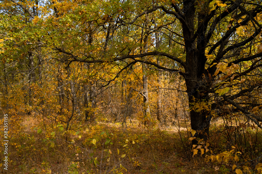 Autumn morning in the yellow oak forest during leaf fall, old oak close-up