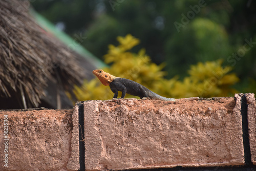 lezard