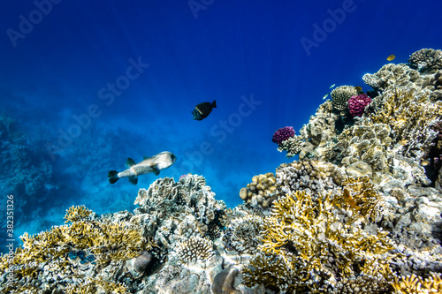 Fototapeta Naklejka Na Ścianę i Meble -  Coral reef in Red Sea, Sharm El Sheikh, Egypt