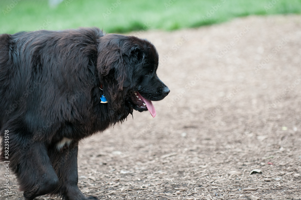 Newfoundland at the dog park Newfoundland at the dog park