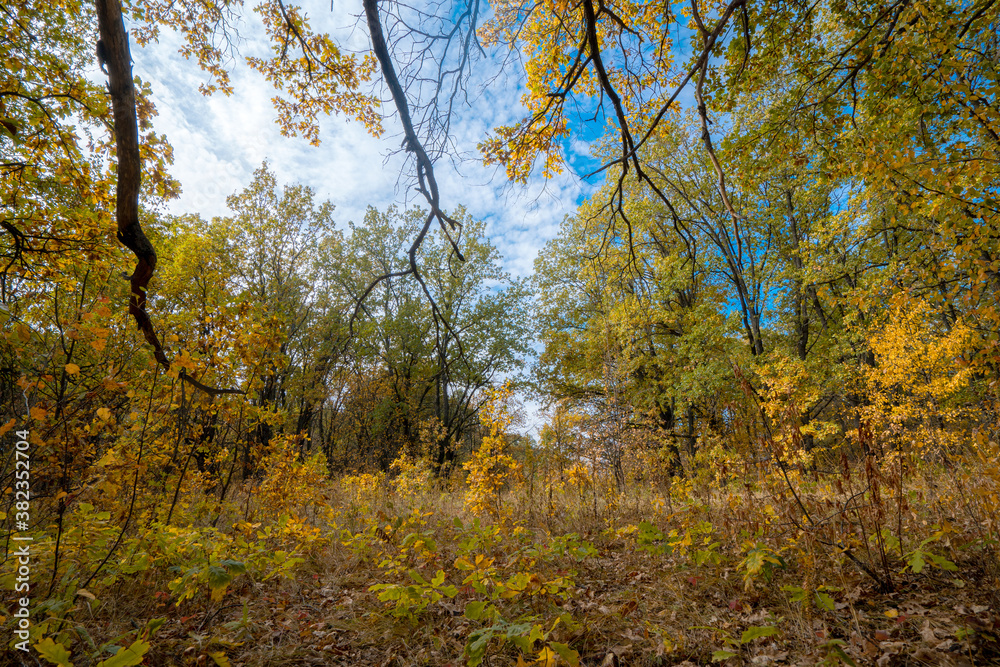 Autumn morning in the yellow oak forest during leaf fall Autumn morning in the yellow oak forest during leaf fall