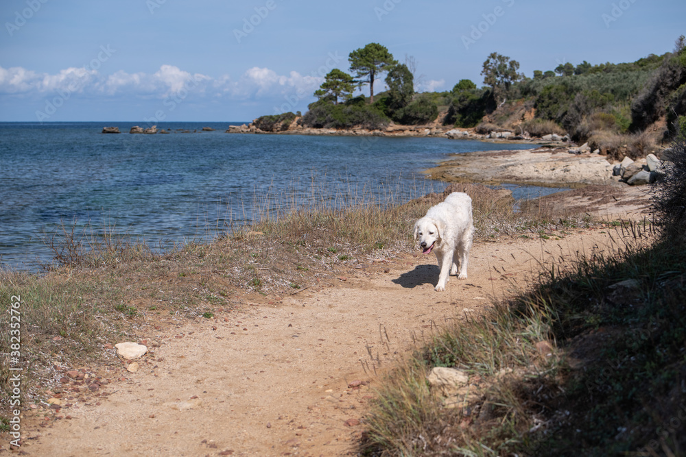 Fototapeta premium Large white Kuvasz dog walking on a path by the beach