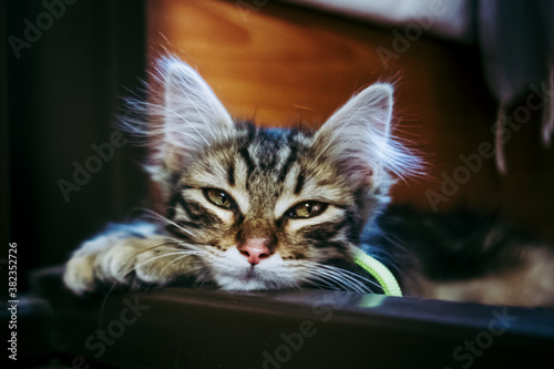 Portrait d'un adorable chaton angora tigré © PicsArt