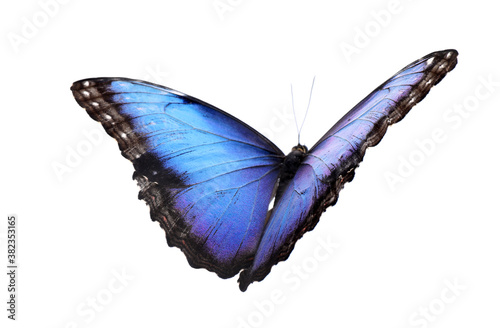 Beautiful common morpho butterfly isolated on white photo