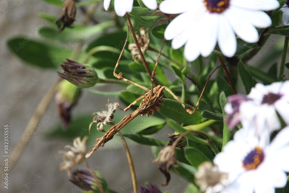 PALO MANTIS IN THE GARDEN PALO MANTIS IN THE GARDEN