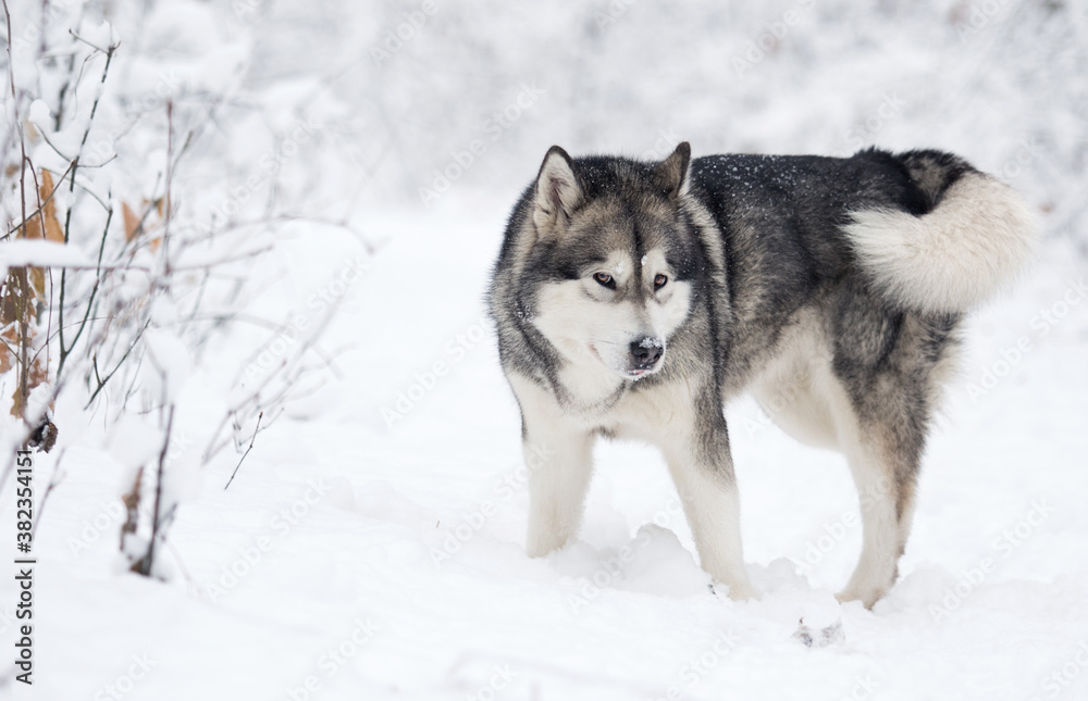 dog in winter in a snowy forest, alaskan malamute