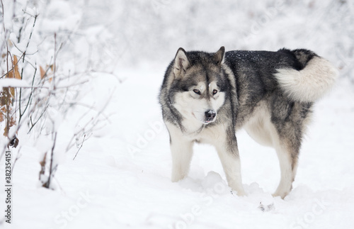 dog in winter in a snowy forest, alaskan malamute