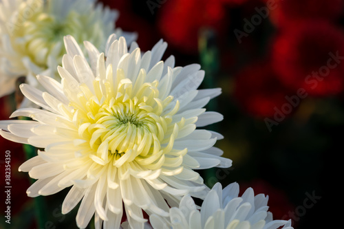 Background of white chrysanthemum flowers on a blurry background of red flowers. Beautiful chrysanthemums in the autumn garden. Atmospheric autumn floral background. The concept of mother s day.
