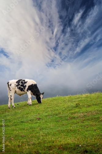Black and white cow with Pound sign on the back grazing fresh grass on a hill, beautiful sky in the background. Finance and economy environment concept