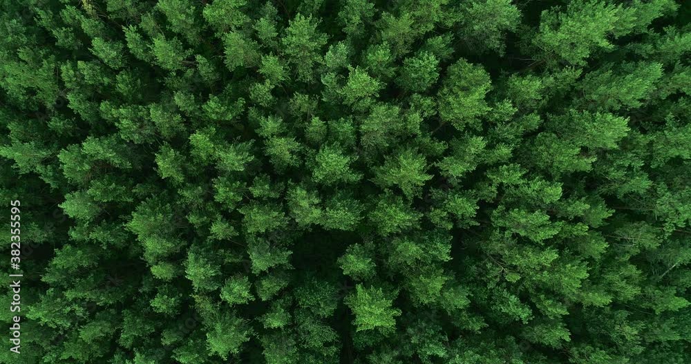 Green trees aerial view. Forest background. Nature park foliage soothing motion from above. Peace tranquility. Countryside landscape drone shot. Green trees aerial view. Forest background. Nature park foliage soothing motion from above. Peace tranquility. Countryside landscape drone shot.